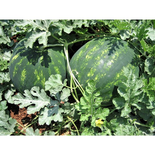 SPLENDID F1, 1000 sem. - seminte...