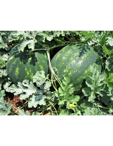 SPLENDID F1, 1000 sem. - seminte Pepene verde