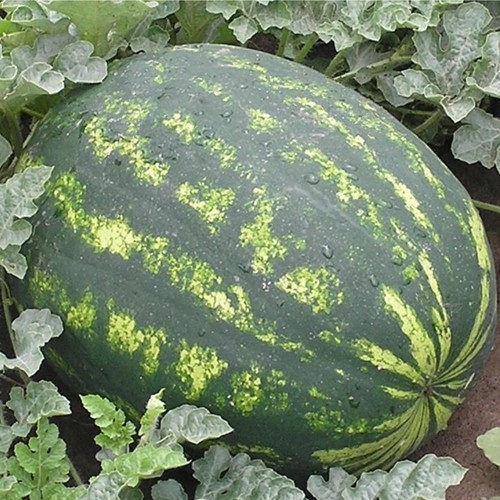 VARDA F1, 1000 sem. - seminte Pepene...