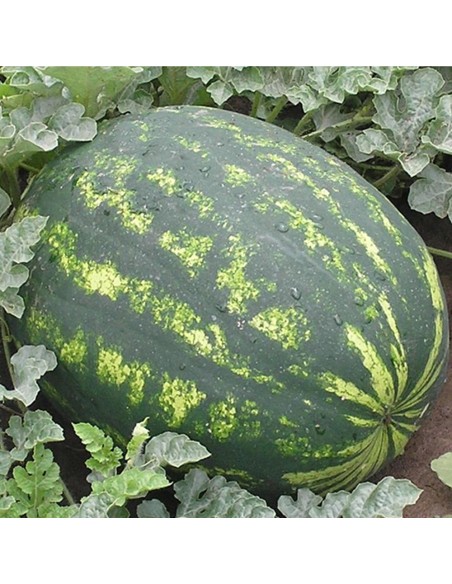 VARDA F1, 1000 sem. - seminte Pepene verde