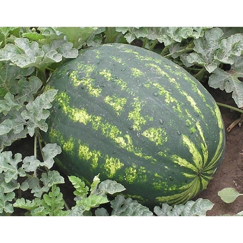 VARDA F1, 1000 sem. - seminte Pepene...