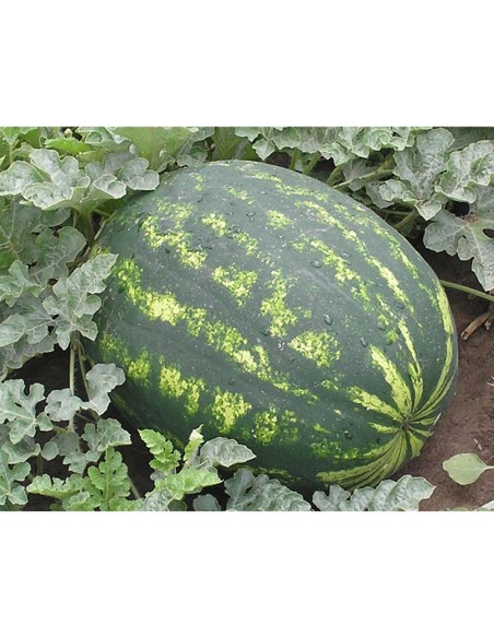 VARDA F1, 1000 sem. - seminte Pepene verde