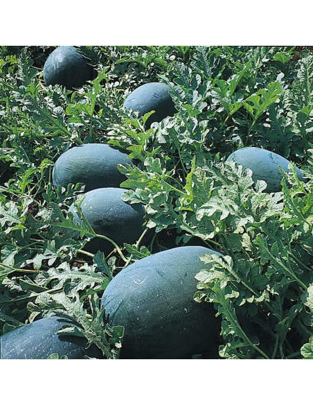 ODEM F1, 1000 sem. - seminte de Pepene verde (V)