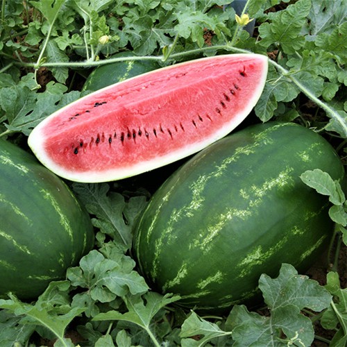 ZODIAK F1, 1000 sem. - seminte Pepene...