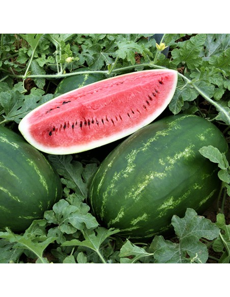 ZODIAK F1, 1000 sem. - seminte Pepene verde
