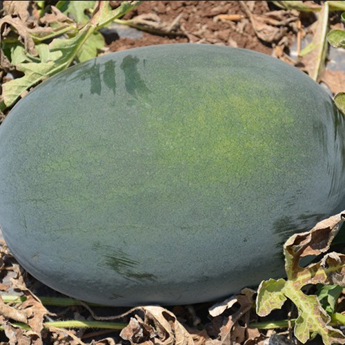 ODEM F1, 1000 sem. - seminte de...