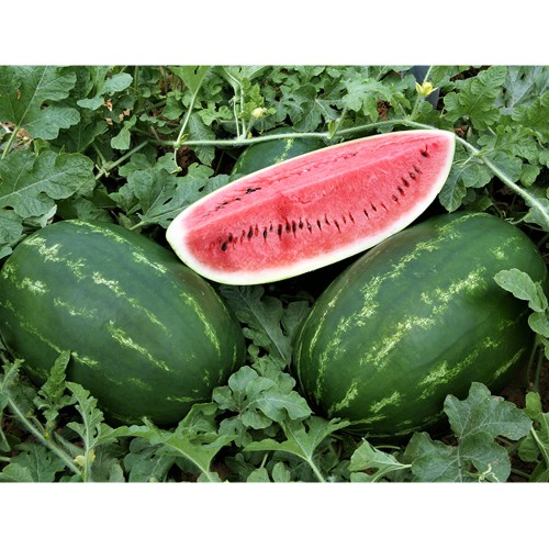 ZODIAK F1, 1000 sem. - seminte Pepene...