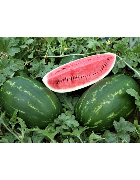 ZODIAK F1, 1000 sem. - seminte Pepene verde