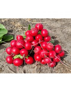 FLORELLA F1, 10000 sem. -... 2