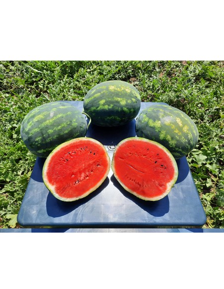 SHERKHAN F1, 100 sem. - seminte Pepene verde