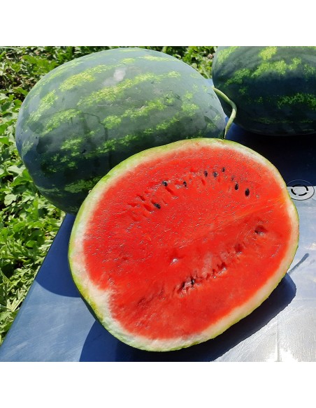 SHERKHAN F1, 100 sem. - seminte Pepene verde