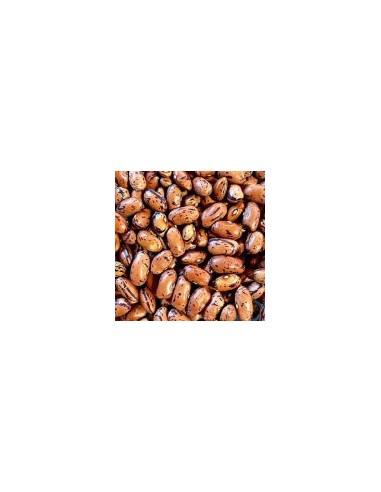 BORLOTTO Lingua di Focco - seminte...