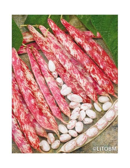 BORLOTTO Lingua di Focco - seminte Fasole pitica pestrita