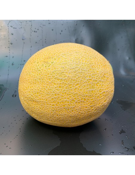 GARFIELD F1, 100 sem. - seminte Pepene galben