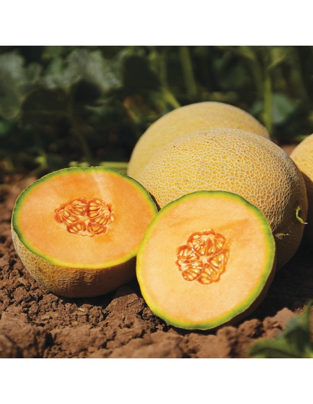 GARFIELD F1, 100 sem. - seminte Pepene galben