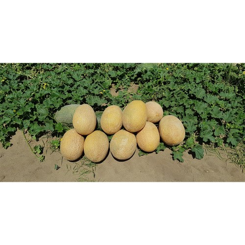 REBECCA F1, 100 sem. - seminte Pepene...