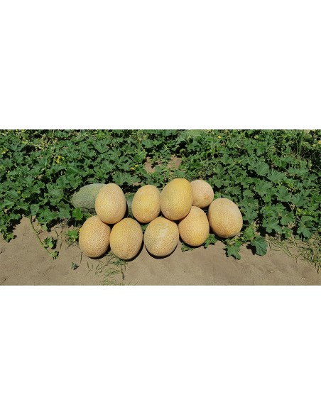 REBECCA F1, 100 sem. - seminte Pepene galben