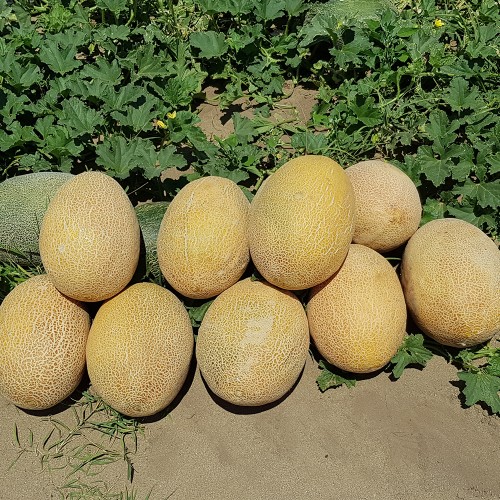 REBECCA F1, 100 sem. - seminte Pepene...