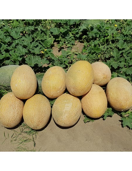 REBECCA F1, 100 sem. - seminte Pepene galben