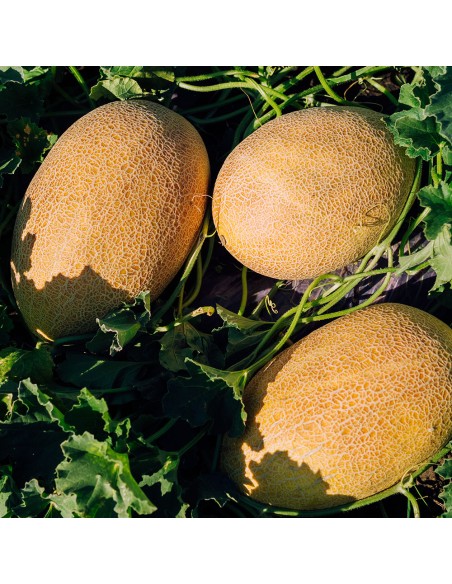 REBECCA F1, 100 sem. - seminte Pepene galben