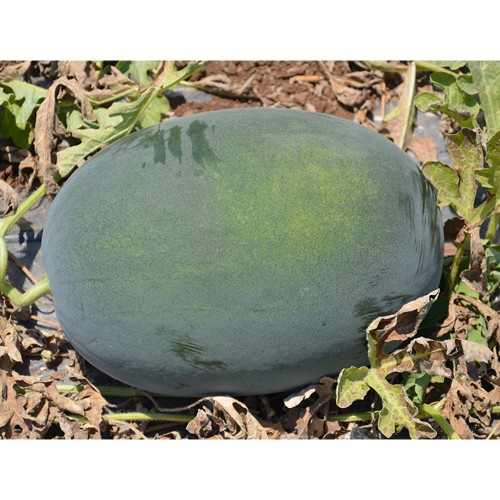 ODEM F1, 100 sem. - seminte de Pepene...