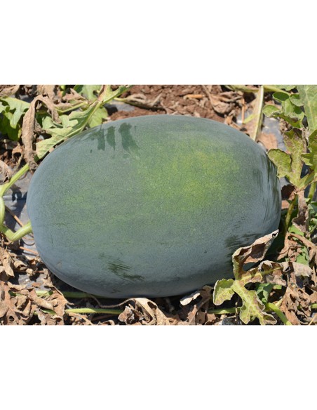 ODEM F1, 100 sem. - seminte de Pepene verde