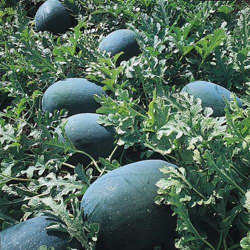 ODEM F1, 100 sem. - seminte de Pepene...