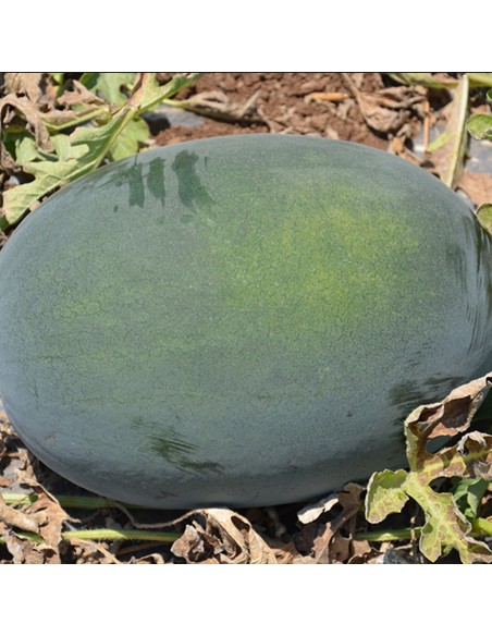 ODEM F1, 100 sem. - seminte de Pepene verde