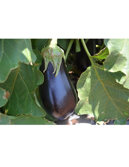 ARAGON F1, 200 sem. - seminte Vinete