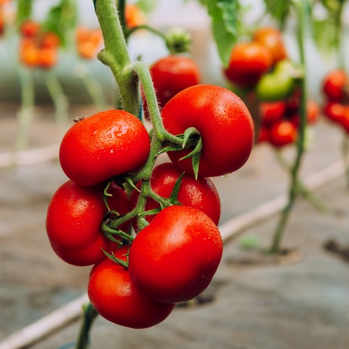 JENISE F1, 100 sem. -  seminte Tomate