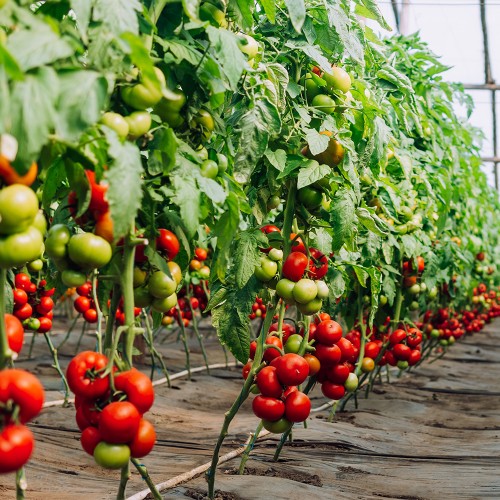 JENISE F1, 100 sem. -  seminte Tomate