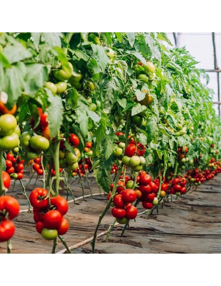 JENISE F1, 100 sem. -  seminte Tomate