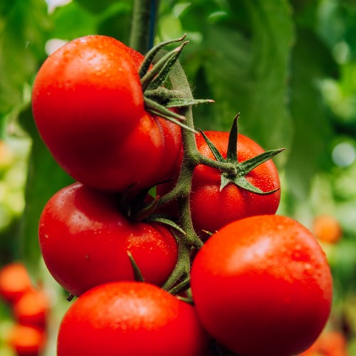 JENISE F1, 100 sem. -  seminte Tomate