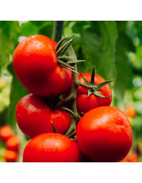 JENISE F1, 100 sem. -  seminte Tomate