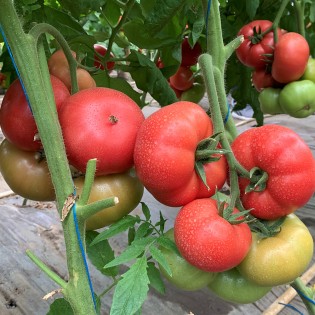 MANISTELLA F1, 100 sem. -... 2