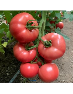 MANISTELLA F1, 500 sem. -...