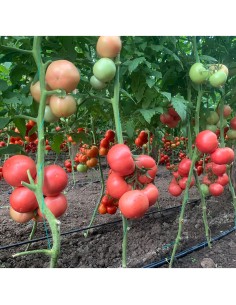 MANISTELLA F1, 500 sem. -... 2