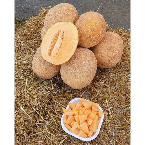 JESSICA F1, 100 sem. - seminte Pepene...