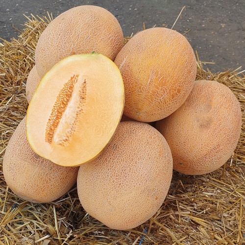 JESSICA F1, 100 sem. - seminte Pepene...