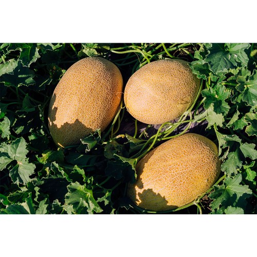 REBECCA F1, 500 sem. - seminte Pepene...