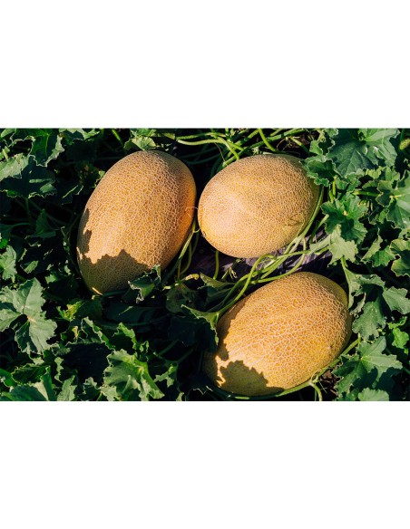 REBECCA F1, 500 sem. - seminte Pepene galben