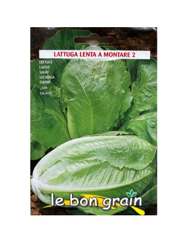 SALATA TIP ROMANA - seminte Salata...