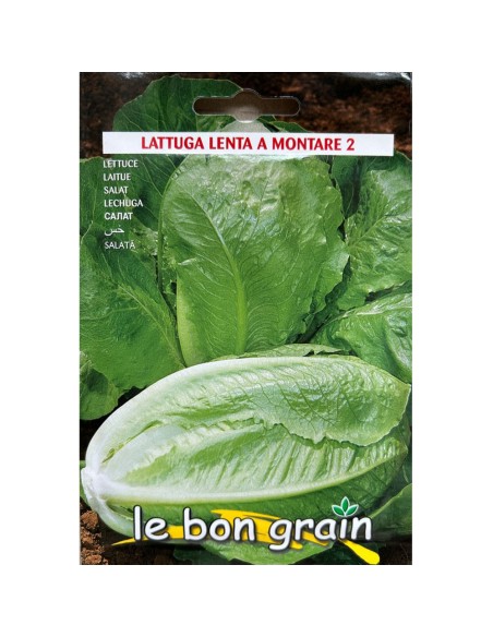 SALATA TIP ROMANA - seminte Salata verde, 5 grame