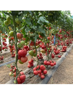 SOLMIRA F1, 500 sem. -...