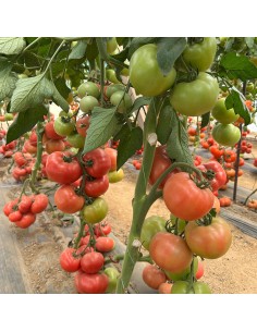 SOLMIRA F1, 500 sem. -... 2