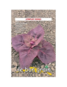 LOBODA rosie - seminte