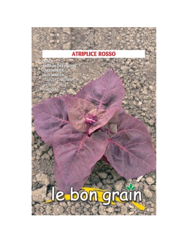 LOBODA rosie - seminte