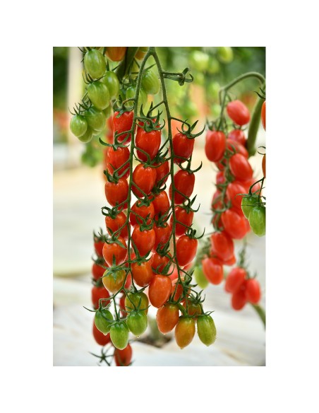 PENDRAGON F1, 100 sem. - seminte Tomate fructe mini-prunișoare, roșii, cu rezistență la ToBRFV (IR)