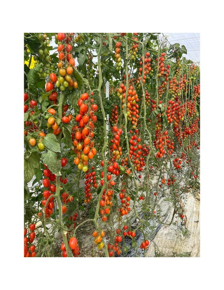 PENDRAGON F1, 100 sem. - seminte Tomate mini-prunișoare roșii, cu rezistență la ToBRFV (IR)