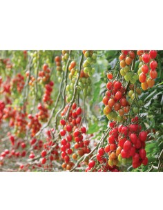 PENDRAGON F1, 100 sem. -... 2